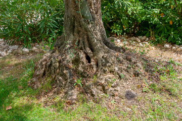 An ancient Olive Tree with gnarled trunk bark growing in a private garden in the Drome region of France