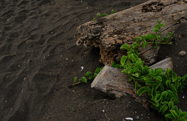 Planta alrededor de un viejo tronco en la playa