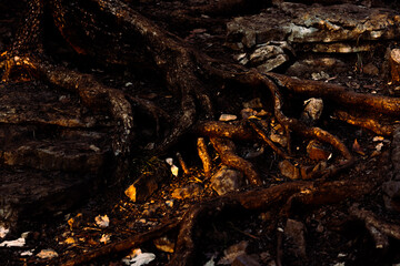 rustic wood background in golden light