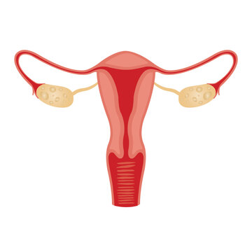 Illustration of the female reproductive system. human anatomy