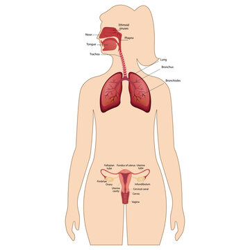 A female reproductive system with the designation of the main parts. human respiratory system, lungs, alveoli. Anatomy of the nasal throttle of the larynx. 