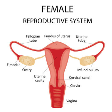 Human anatomy, female reproductive system, female reproductive organs. The system of inclusion the organs of the uterus, cervix, ovaries, ovaries, and fallopian tubes. Overview illustration
