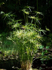 Aquatic Umbrella Plant, Cyperus alternifolius, growing in a pool of water. Photographed in bright sunshine in Chaumont sur Loire, Loire Valley, France.