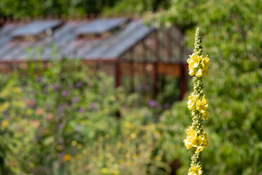 Vegetable garden at Chateau de Chaumont in the Loire Valley, France. Photographed in the heatwave in summer 2022.