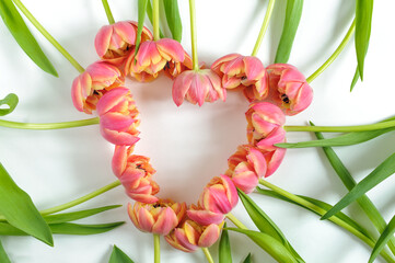 Frame in the shape of a heart of delicate pink tulips on a white background. Greeting card with spring flowers. Daylight with copy space for text