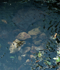 rocks through the water