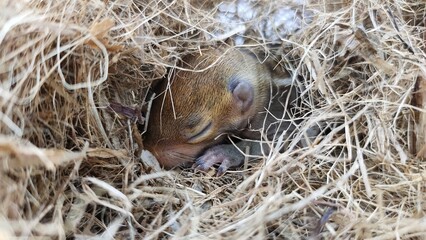 Naklejka na ściany i meble Sleeping newborn wild chipmunk squirrel baby with cute adorable small face cheek, ear, closed eye, nose paw, toes, claws and thumbs isolated on drey or nest made of dry twigs. Rodent head closeup view