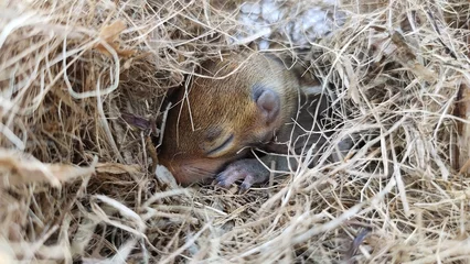 Schilderijen op glas Sleeping newborn wild chipmunk squirrel baby with cute adorable small face cheek, ear, closed eye, nose paw, toes, claws and thumbs isolated on drey or nest made of dry twigs. Rodent head closeup view © ECO LENS