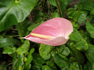 One single fresh bright pink anthurium flower on plant with dark green leaves background. Anthurium is a heart shaped beautiful flower. Anthuriums have come to symbolize hospitality closeup side view