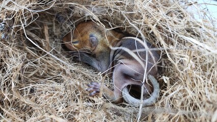Newborn wild chipmunk squirrel baby with brown skin and white stripes sleeping isolated on drey or nest made of dry twigs. Beautiful small cute and adorable eastern indian rodent close up macro view.