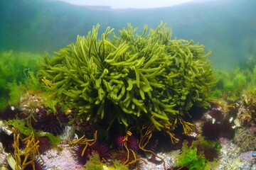 Green alga velvet horn, Codium tomentosum seaweed underwater in the ocean, Eastern Atlantic, Spain, Galicia © dam