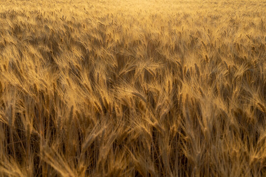 Wheat field in summer, Provence, France