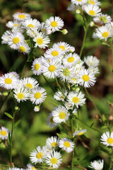 Einjähriges Berufkraut (Erigeron annuus), Feinstrahl