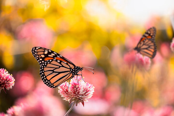 monarch butterfly (Danaus plexippus) feeds on pink flowers. USA. Maine.
