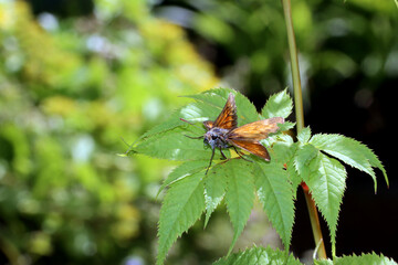 Rostfarbiger Dickkopffalter (Ochlodes sylvanus)