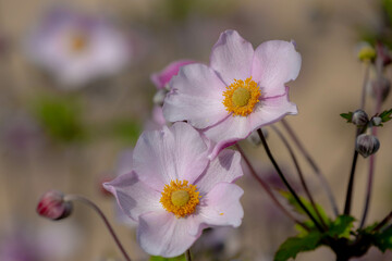 Obraz premium Selective focus of pink flowers blooming in the garden, Anemone hupehensis (commonly known as the Chinese or Japanese anemone) have yellow stamens and white petals, Nature floral background.