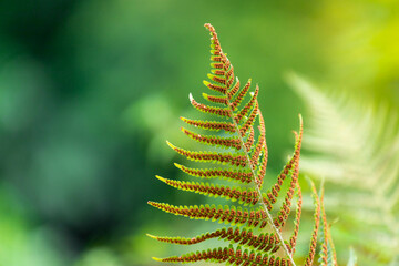 Selective focus of green leaves, Fern is a member of a group of vascular plants that reproduce via spores and have neither seeds nor flowers, Greenery leaf with warm sunlight, Nature background.