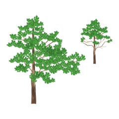 Green tree (pine) isolated on white. Vector grafic