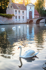 Single swan floating on Brugge canal waters with bridge, Belgium © Aide