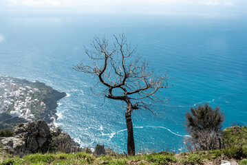 A dead tree at the cliff of the Amalfi coast in Italy