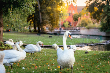 Swans resting near Beguinage and idyllic canal, Bruges, Belgium