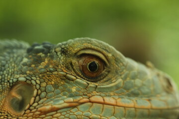 Fototapeta premium green iguana close up