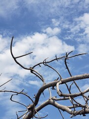 Bird (California Towhee) on Bare Branches