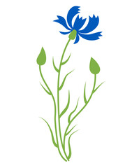 Fototapeta na wymiar Blue cornflower. flower with buds. Vector illustration. Blue wildflower for design and decor, prints, postcards, covers.