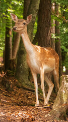Young inquisitive female deer in the forest