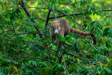 coati searching for food in the treetops in the Panamanian forest