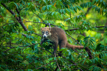coati searching for food in the treetops in the Panamanian forest