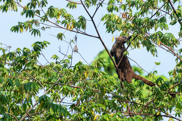 coati searching for food in the treetops in the Panamanian forest