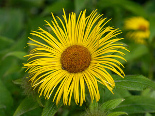 Yellow Hookers fleabane flower closeup, Inula hookeri