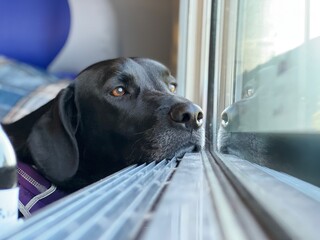 A black labrador looking at the landscape through the window.