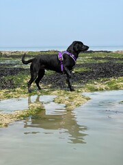 Black labrador dog in hunting position on the beach