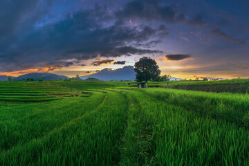 Fototapeta Natural panorama of rice fields and mountains in rural Indonesia obraz