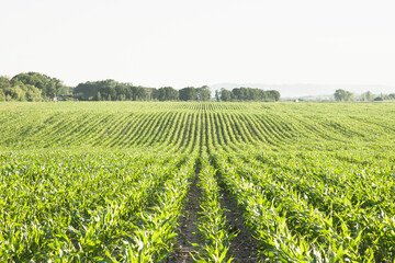 Green corn rows and waves of the agricultural fields of Ukraine. Agricultural background