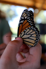 Fototapeta na wymiar Child Gently Holds Monarch Butterfly