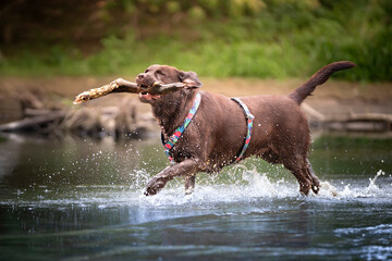 Pies rasy Labrador retriver aportujący patyk w wodzie  - obrazy, fototapety, plakaty