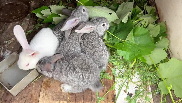Rabbits eat green leaves. A man gives food to young domestic rabbits. Rabbits have dinner. Playful cute domestic rabbits