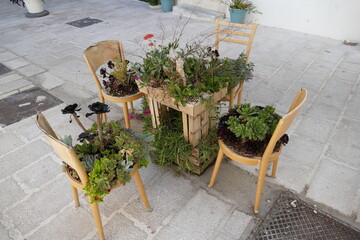 Quattro sedie con piante e fiori in bella mostra. Sud Italia