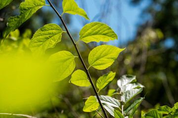 Baum vor Himmel
