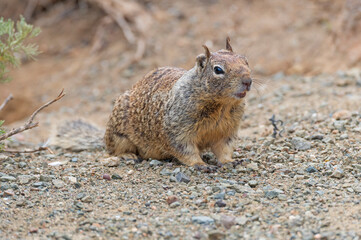 California Ground Squirrel Checking Out Its Surroundings
