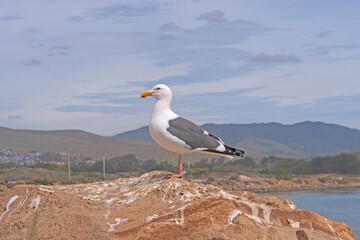 A Western Gull Proudly Perched on a Coastal Rock