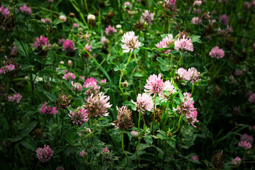 Trifolium pratense
