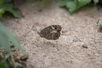 Butterfly with white and gray wings sitting on the gray ground surrounded by green leaves, caterpillar transformed into butterfly, insect sitting on the sand