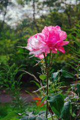 Obraz premium Pink rose blooming in summer