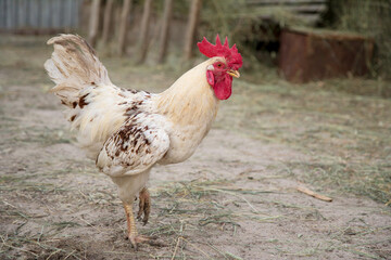 White rooster, chicken standing in front of the blurred fence on gray terrain soil somewhere in the village