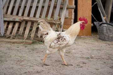 Obraz na płótnie Canvas White rooster walking in front of old fence somewhere in the village, chicken walking in the rural area free