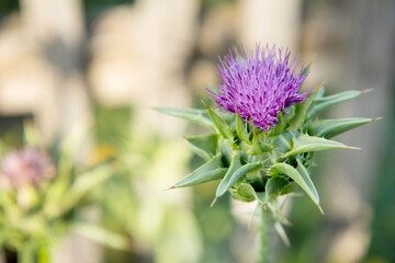 Thistle flower on green plant, big pink flower on green plant with small spikes